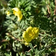 Kép 1/3 - Potentilla fruticosa 'Goldteppich' – Cserjés pimpó