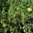 Potentilla fruticosa 'Goldteppich' – Sárga virágú cserjés pimpó