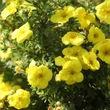 Kép 1/3 - Potentilla fruticosa 'Kobold' – Cserjés pimpó