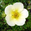 Kép 1/3 - Potentilla fruticosa 'Limelight' (syn.: 'Lemon and Lime') – Cserjés pimpó