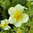 Kép 2/3 - Potentilla fruticosa 'Limelight' (syn.: 'Lemon and Lime') – Cserjés pimpó