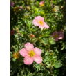 Kép 1/3 - Potentilla fruticosa 'Lovely Pink'® – Rózsaszín virágú cserjés pimpó