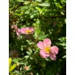 Kép 3/3 - Potentilla fruticosa 'Lovely Pink'® – Rózsaszín virágú cserjés pimpó - képek rendelés vásárlás a Megyeri Szabolcs Kertészeti webáruházban.
