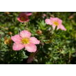 Kép 2/3 - Potentilla fruticosa 'Lovely Pink'® – Rózsaszín virágú cserjés pimpó - képek rendelés vásárlás a Megyeri Szabolcs Kertészeti webáruházban.
