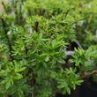 Kép 2/2 - Potentilla fruticosa 'Mango Tango' – Mangó színű cserjés pimpó