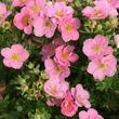 Kép 2/2 - Potentilla fruticosa 'Princess' (syn.: 'Blink', 'Pink Queen') – Cserjés pimpó