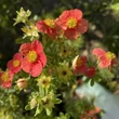 Kép 2/3 - Potentilla fruticosa 'Red'Issima' (syn. 'Minrouge01') – Cserjés pimpó