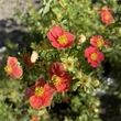 Kép 3/3 - Potentilla fruticosa 'Red'Issima' (syn. 'Minrouge01') – Cserjés pimpó