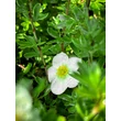 Kép 1/2 - Potentilla fruticosa 'Summer Sorbet' – Cserjés pimpó