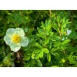 Kép 2/2 - Potentilla fruticosa 'Summer Sorbet' – Cserjés pimpó - képek rendelés vásárlás a Megyeri Szabolcs Kertészeti webáruházban.