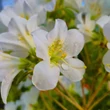Kép 3/4 - Rhododendron 'Pleasant White' – Örökzöld havasszépe