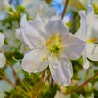 Kép 4/4 - Rhododendron 'Pleasant White' – Örökzöld havasszépe