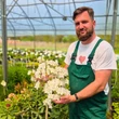 Kép 2/4 - Rhododendron 'Pleasant White' – Örökzöld havasszépe