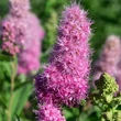 Kép 1/2 - Spiraea x billardii – Piros virágú gyöngyvessző