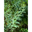 Kép 2/4 - Spiraea chamaedryfolia – Gyöngyvessző - képek rendelés vásárlás a Megyeri Szabolcs Kertészeti webáruházban.