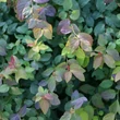Kép 1/2 - Spiraea japonica 'Blue Kazoo' – Japán gyöngyvessző