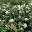 Kép 2/2 - Spiraea japonica 'Blue Kazoo' – Japán gyöngyvessző