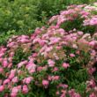 Kép 1/3 - Spiraea japonica 'Little Princess' - Rózsaszín japán gyöngyvessző
