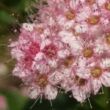 Kép 3/3 - Spiraea japonica 'Little Princess' - Rózsaszín japán gyöngyvessző