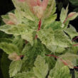 Kép 1/2 - Spiraea x vanhouttei 'Pink Ice' – Közönséges gyöngyvessző