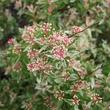 Kép 2/2 - Spiraea x vanhouttei 'Pink Ice' – Közönséges gyöngyvessző