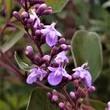 Kép 2/2 - Vitex trifolia 'Purpurea'