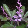 Kép 1/2 - Vitex trifolia 'Purpurea'