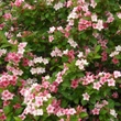 Kép 2/2 - Weigela florida 'Carnaval' – Rózsalonc