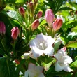 Kép 1/2 - Weigela florida 'Carnaval' – Rózsalonc