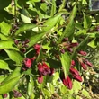 Kép 2/3 - Weigela florida – Magastörzsű, bordó virágú rózsalonc