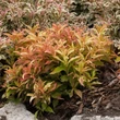 Kép 2/2 - Weigela florida My Monet® 'Sunset' – Rózsalonc