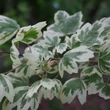 Kép 2/2 - Acer campestre 'Carnival' – Mezei juhar