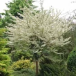 Kép 1/2 - Acer campestre 'Carnival' – Mezei juhar
