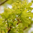 Kép 2/3 - Acer campestre 'Huibers Elegant' – Mezei juhar