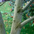 Kép 2/3 - Acer davidii 'Madeline Spitta' – Közép-kínai juhar