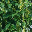 Kép 3/3 - Acer davidii 'Madeline Spitta' – Közép-kínai juhar