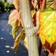 Kép 2/3 - Acer davidii 'Selection' – Közép-kínai juhar
