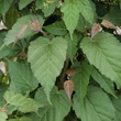 Kép 2/3 - Acer davidii 'Viper' – Közép-kínai juhar