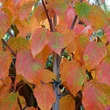 Kép 1/3 - Acer davidii 'Viper' – Közép-kínai juhar
