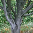 Kép 3/3 - Acer davidii 'Viper' – Közép-kínai juhar