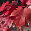 Kép 3/5 - Acer freemanii 'Autumn Blaze' ('Jeffersred') - Őszi tűzjuhar