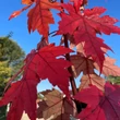 Kép 4/5 - Acer freemanii 'Autumn Blaze' ('Jeffersred') - Őszi tűzjuhar