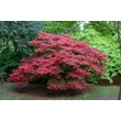 Kép 2/2 - Acer palmatum 'Red Emperor' (syn.: 'Emperor 1', 'Emperor One', 'Wolff') - Japán juhar