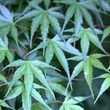 Kép 2/2 - Acer palmatum 'Arakawa'  – Japán juhar