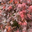 Kép 3/5 - Acer palmatum 'Atropurpureum' - Japán juhar