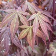 Kép 4/5 - Acer palmatum 'Atropurpureum' - Japán juhar