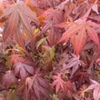 Kép 5/5 - Acer palmatum 'Atropurpureum' - Japán juhar