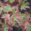 Kép 4/5 - Acer palmatum 'Beni-shichi-henge' – Japán juhar