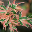 Kép 1/5 - Acer palmatum 'Beni-shichi-henge' – Japán juhar