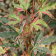 Kép 3/5 - Acer palmatum 'Beni-shichi-henge' – Japán juhar